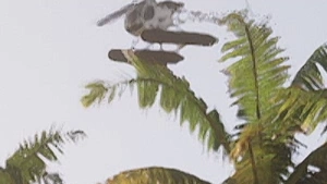 Sea Sparrow